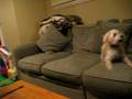 Robins new doggie 2