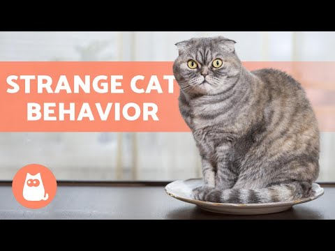 10 STRANGE CAT BEHAVIORS 🐱 Does Your Cat Do Them?
