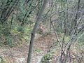 caballero 125 vs. ktm 250 caballero 125 vs. ktm 250
