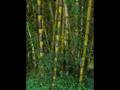 videos de Oscar winning plants