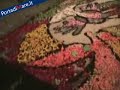 Sesta edizione Infiorata del Giovedì Santo - Nardò -