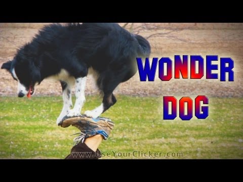 Nana the Wonder Dog: Amazing Dog Tricks