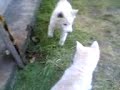 camurla-turta.html