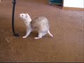 Walkie Talkie Ferrets