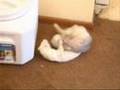 Walkie-Talkie-Ferret