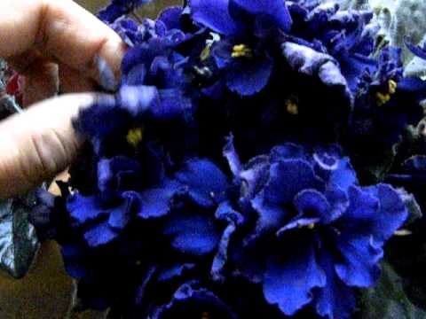 how to replant african violets