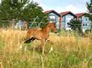 muratah classic dressage : arab foal does piaffe