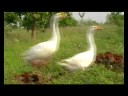 Goose Goose