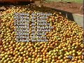 Cultivo de Laranjas.wmv