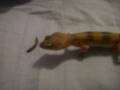 lou lou eats a meal worm