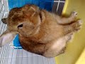 Bunny lam Yawning Bunny lam Yawning