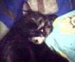 Meine fette Katze xD [lexa]