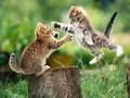 videos de Catmania