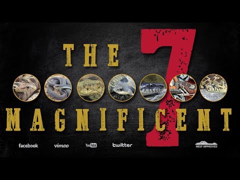 YouTube reptile video