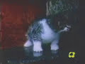 Pasta Barilla - spot 1987 Pasta Barilla - spot 1987