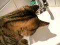 crazy cat xD