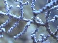 Pygmy Seahorse, ?????????