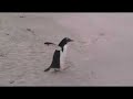 Gentoo Penguin