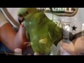 videos de BozMo The Parrot for JACK FLAVORED RUMS!