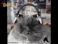cats dancing to music