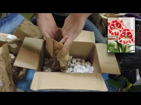 how to transplant amaryllis bulbs