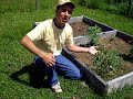 Organic Veggie garden part 4. SUCCESS! Organic Veggie garden part 4. SUCCESS!
