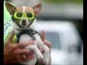 Funny dog mix