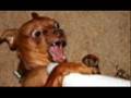 videos de Funny dog mix