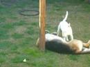 Bull terrier vs. Obejero 02