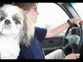 videos de 
