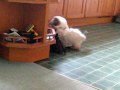 Ragdoll Cat and Kitten Playing