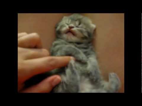 Epic cat videos! Cute, funny and scary kitten all in one!