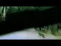 Supossed tasmanian tiger (thylacine) filmed in 1973