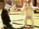 halloween kittiez and puppiez!