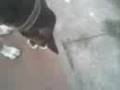 videos de PERRO BOMITA
