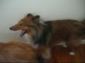Sheltie Talk - Hear Our Shetland Sheepdogs Sing!