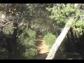 Suprimu Carbonia drop Suprimu Carbonia drop