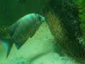 Paretroplus menarambo protecting spawn Paretroplus menarambo protecting spawn