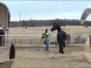 LUXE 4yr Old Fresian Gelding LUXE 4yr Old Fresian Gelding