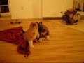 STENATA (MOP).wmv