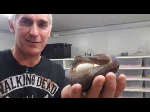 YouTube reptile video