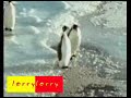 Tripping Penguin