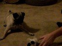 Brody vs the pug Brody vs the pug