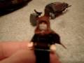 Count Dooku's Solar Sailor Review