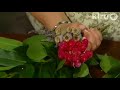 Trisha Shirey herbal swags: Central Texas Gardener Trisha Shirey herbal swags: Central Texas Gardener