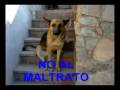 Juan Lado - The mistreatment of animals - Maltrato animal