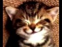 Happy Birthday Cat [from www.metacafe.com]