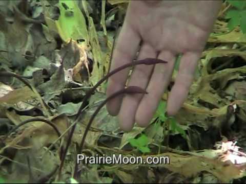 how to transplant ironweed