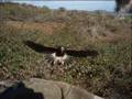 aves de cetreria en canarias