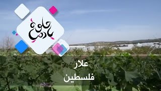 علار - فلسطين - حلوة يا دنيا علار - فلسطين - حلوة يا دنيا